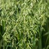 250 Certified ARMOR OAT Oats Avena Sativa Cereal Grain Seeds