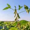 20 Organic MIDORI GIANT SOYBEAN Edamame Glycine Max Green Bean Legume Vegetable Seeds