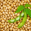 20 Organic MIDORI GIANT SOYBEAN Edamame Glycine Max Green Bean Legume Vegetable Seeds