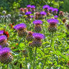 25 CARDOON Cynara Cardunculus aka Artichoke Thistle Perennial Edible Vegetable Seeds
