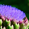 25 CARDOON Cynara Cardunculus aka Artichoke Thistle Perennial Edible Vegetable Seeds