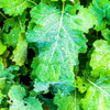 1000 ' WICHITA ' Winter CANOLA Brassica Napus Rape Oilseed Cover Crop Seeds