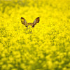 1000 ' WICHITA ' Winter CANOLA Brassica Napus Rape Oilseed Cover Crop Seeds