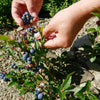 50 LOWBUSH BLUEBERRY Vaccinium Angustifolium Blue Berry Fruit Dwarf Shrub Seeds