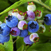 50 LOWBUSH BLUEBERRY Vaccinium Angustifolium Blue Berry Fruit Dwarf Shrub Seeds