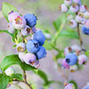 50 SOUTHERN HIGHBUSH BLUEBERRY Pre-Stratified Vaccinium Corymbosum Blue Berry Fruit Bush Shrub Seeds