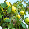 25 ANTONOVKA APPLE TREE Malus Pumila var. Antonovka Yellow Green Fruit Pink White Flower Seeds