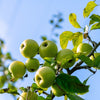 25 ANTONOVKA APPLE TREE Malus Pumila var. Antonovka Yellow Green Fruit Pink White Flower Seeds