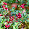 50 LINGONBERRY Mountain Cranberry Vaccinium Vitis-Idea Red Berry Edible Fruit Dwarf Evergreen Shrub Seeds