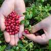 50 LINGONBERRY Mountain Cranberry Vaccinium Vitis-Idea Red Berry Edible Fruit Dwarf Evergreen Shrub Seeds