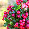 50 LINGONBERRY Mountain Cranberry Vaccinium Vitis-Idea Red Berry Edible Fruit Dwarf Evergreen Shrub Seeds