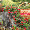 50 LINGONBERRY Mountain Cranberry Vaccinium Vitis-Idea Red Berry Edible Fruit Dwarf Evergreen Shrub Seeds