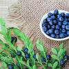 20 DWARF BILBERRY Vaccinium Caespitosum Dwarf Blueberry Whortleberry Pink Flower Blue Berry Fruit Evergreen Shrub Seeds