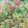 30 RED HUCKLEBERRY Vaccinium Parvifolium aka Red Blueberry & Red Bilberry Pink Flower Berry Edible Fruit Shrub Seeds