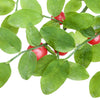 30 RED HUCKLEBERRY Vaccinium Parvifolium aka Red Blueberry & Red Bilberry Pink Flower Berry Edible Fruit Shrub Seeds