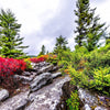 30 RED HUCKLEBERRY Vaccinium Parvifolium aka Red Blueberry & Red Bilberry Pink Flower Berry Edible Fruit Shrub Seeds