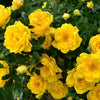 5 YELLOW CLIMBING ROSE Rosa Bush Vine Climber Fragrant Butterfly Flower Seeds