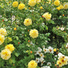 5 YELLOW CLIMBING ROSE Rosa Bush Vine Climber Fragrant Butterfly Flower Seeds
