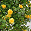 5 YELLOW CLIMBING ROSE Rosa Bush Vine Climber Fragrant Butterfly Flower Seeds