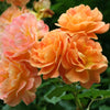 5 ORANGE CLIMBING ROSE Rosa Bush Vine Climber Fragrant Butterfly Flower Seeds