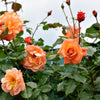 5 ORANGE CLIMBING ROSE Rosa Bush Vine Climber Fragrant Butterfly Flower Seeds