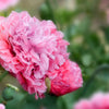 300 Organic ROSE PEONY POPPY Pink Papaver Peoniflorum Flower Seeds