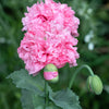 300 Organic ROSE PEONY POPPY Pink Papaver Peoniflorum Flower Seeds