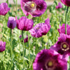 500 LAUREN'S GRAPE POPPY Purple Papaver Somniferum Flower Seeds