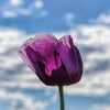 500 LAUREN'S GRAPE POPPY Purple Papaver Somniferum Flower Seeds