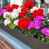 10 MIXED COLORS GERANIUM Pelargonium Zonale Pink, Purple, White, Red, & Salmon Flower Seeds