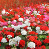 10 MIXED COLORS GERANIUM Pelargonium Zonale Pink, Purple, White, Red, & Salmon Flower Seeds