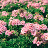 10 MIXED COLORS GERANIUM Pelargonium Zonale Pink, Purple, White, Red, & Salmon Flower Seeds