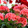 10 MIXED COLORS GERANIUM Pelargonium Zonale Pink, Purple, White, Red, & Salmon Flower Seeds