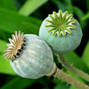 250 Organic AFTER MIDNIGHT POPPY Darkest Purple Almost Black Papaver Somniferum Flower Seeds