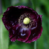 250 Organic AFTER MIDNIGHT POPPY Darkest Purple Almost Black Papaver Somniferum Flower Seeds