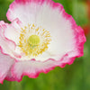 200 AFGHAN RESELECTED Blue POPPY Mixed Colors Papaver Somniferum Setigerum Pink Purple White Flower Seeds