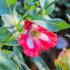 200 AFGHAN RESELECTED Blue POPPY Mixed Colors Papaver Somniferum Setigerum Pink Purple White Flower Seeds