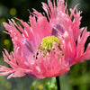 200 AFGHAN RESELECTED Blue POPPY Mixed Colors Papaver Somniferum Setigerum Pink Purple White Flower Seeds