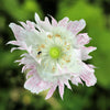200 AFGHAN RESELECTED Blue POPPY Mixed Colors Papaver Somniferum Setigerum Pink Purple White Flower Seeds