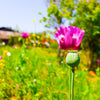 200 AFGHAN RESELECTED Blue POPPY Mixed Colors Papaver Somniferum Setigerum Pink Purple White Flower Seeds