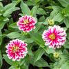 100 ICE QUEEN ZINNIA Elegans Bicolor Double Pink Red White Flower Seeds
