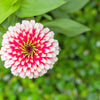 100 ICE QUEEN ZINNIA Elegans Bicolor Double Pink Red White Flower Seeds