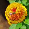 100 Mixed Colors SCABIOSA ZINNIA Elegans  Red, Pink, Purple, Yellow, White, & Orange Flower Seeds