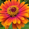 50 SOMBRERO ZINNIA Elegans Mexican Zinnia Haageana Orange Red Yellow Bicolor Flower Seeds