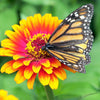 50 SOMBRERO ZINNIA Elegans Mexican Zinnia Haageana Orange Red Yellow Bicolor Flower Seeds