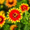50 SOMBRERO ZINNIA Elegans Mexican Zinnia Haageana Orange Red Yellow Bicolor Flower Seeds