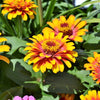 50 SOMBRERO ZINNIA Elegans Mexican Zinnia Haageana Orange Red Yellow Bicolor Flower Seeds