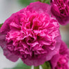 50 SUMMER CARNIVAL HOLLYHOCK Double Mixed Colors Red Pink White Yellow Peach Alcea Rosea Flower Seeds