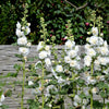50 SUMMER CARNIVAL HOLLYHOCK Double Mixed Colors Red Pink White Yellow Peach Alcea Rosea Flower Seeds