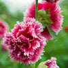 50 SUMMER CARNIVAL HOLLYHOCK Double Mixed Colors Red Pink White Yellow Peach Alcea Rosea Flower Seeds